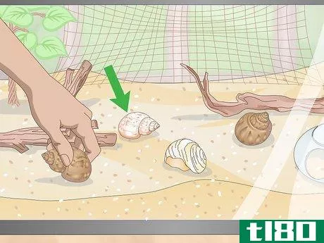 Image titled Care for a Hermit Crab (Purple Pincher) Step 6