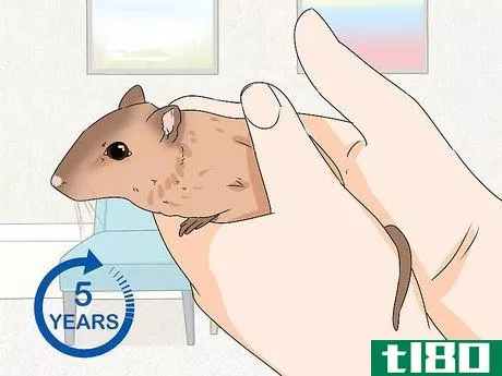 Image titled Buy a Gerbil Step 19