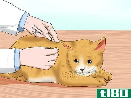 Image titled Care for a Cat with Feline Leukemia Step 14