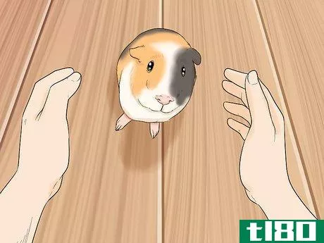 Image titled Avoid Scaring Your Guinea Pig Step 4