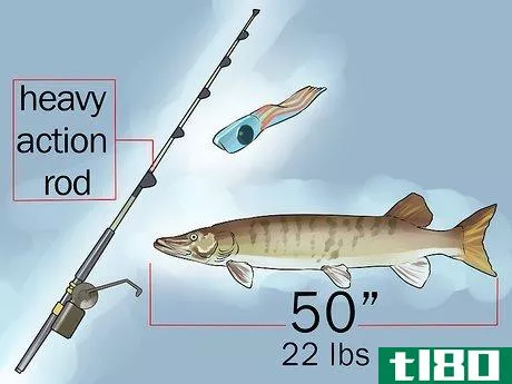 Image titled Catch a Muskie Step 6