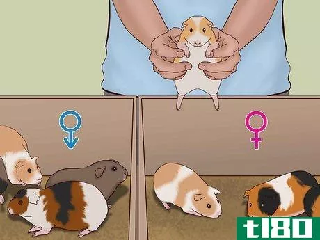 Image titled Care for a Pregnant Guinea Pig Step 14