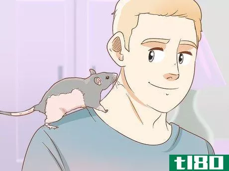 Image titled Care for a Pet Rat Step 21