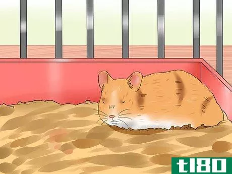 Image titled Care for a Hamster That Bites Step 6