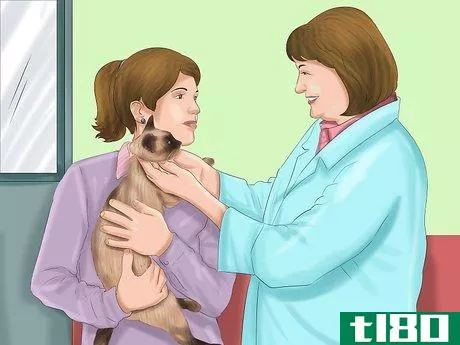 Image titled Decide if a Siamese Cat Is Right for You Step 11