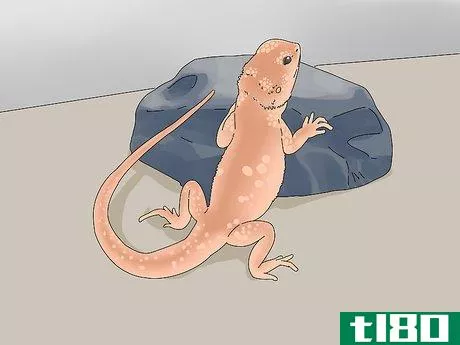 Image titled Buy a Bearded Dragon Step 9