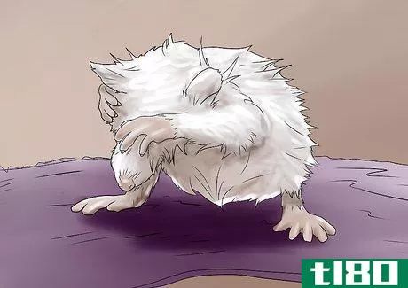 Image titled Bathe Your Pet Rat Step 9