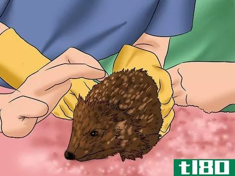 Image titled Care for a Baby Hedgehog Step 24