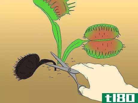 Image titled Care for Venus Fly Traps Step 22