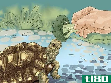 Image titled Care for a Tortoise Step 4