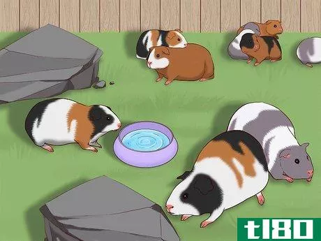 Image titled Care for a Pregnant Guinea Pig Step 11