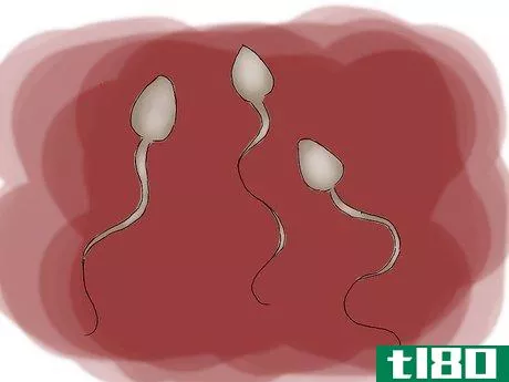 Image titled Increase Fertility in Men Step 12