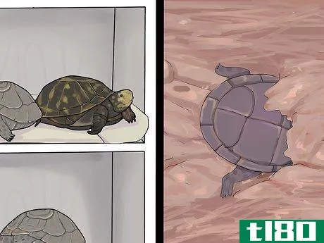 Image titled Care for a Hibernating Turtle Step 17
