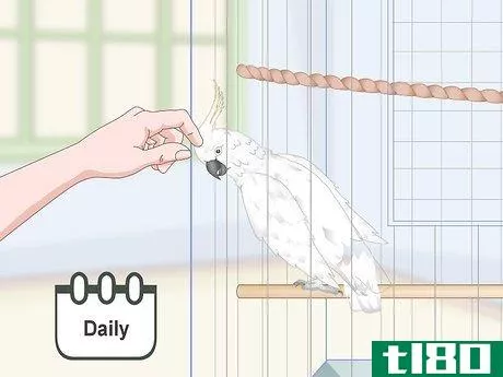 Image titled Care for a Moluccan or Umbrella Cockatoo Step 16