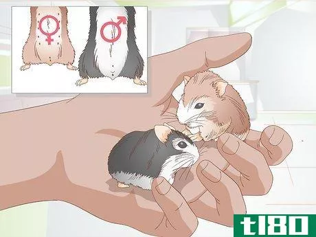 如何饲养侏儒仓鼠(breed dwarf hamsters)