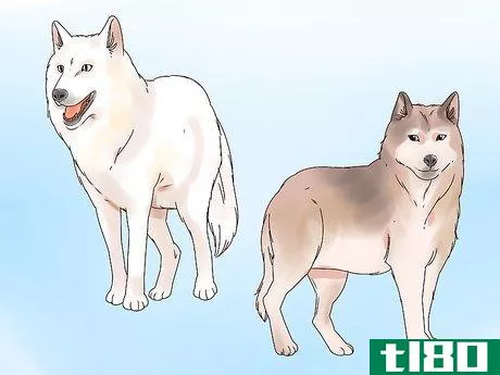 Image titled Become a Wolf Expert Step 1
