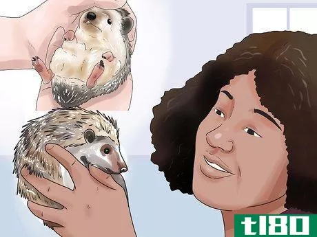 Image titled Care for African Pygmy Hedgehogs Step 9