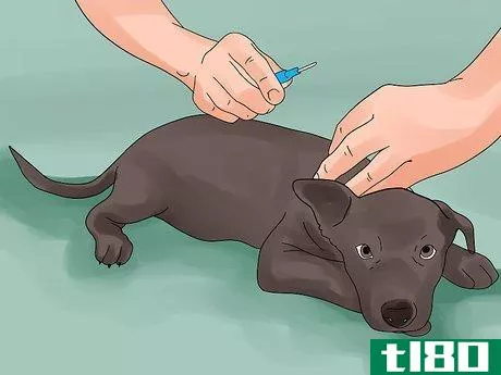 Image titled Avoid Losing Your Dog Step 7