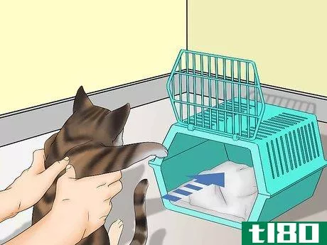 Image titled Avoid Losing Your Cat Step 12