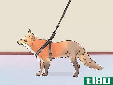 Image titled Care for a Pet Fox Step 19
