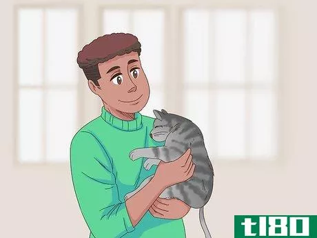 如何剖腹产后的猫咪护理(care for a cat post caesarean section)