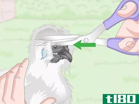 Image titled Care For Silkie Chickens Step 14