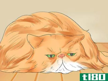 Image titled Care for Persian Cats Step 12