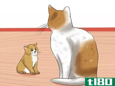 Image titled Break Up a Cat Fight Step 19