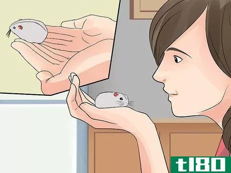 Image titled Care for Chinese Dwarf Hamsters Step 10