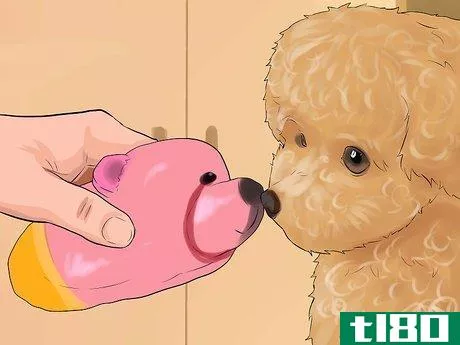 Image titled Care for a Toy Poodle Step 27