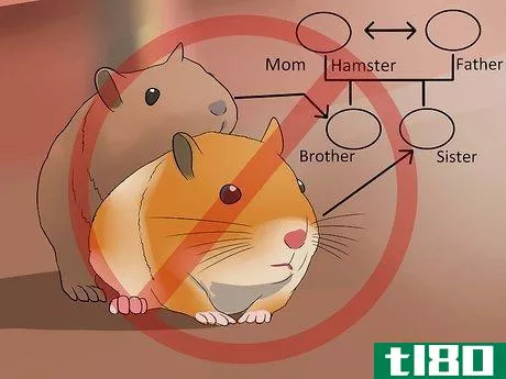 Image titled Breed Syrian Hamsters Step 3
