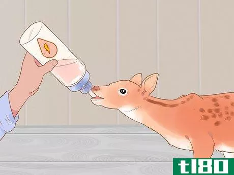 Image titled Bottle Feed an Orphaned Fawn Step 8