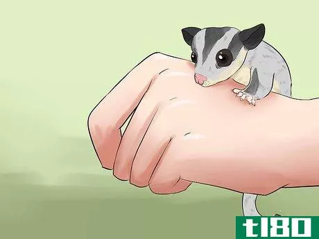 Image titled Care for a Sugar Glider Step 3