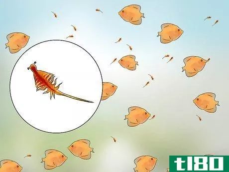 Image titled Breed Discus Step 14