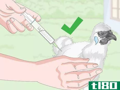Image titled Care For Silkie Chickens Step 19