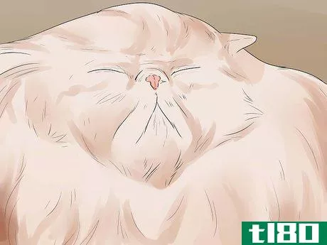 Image titled Care for Persian Cats Step 13