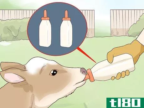 Image titled Bottle Feed Calves Step 7