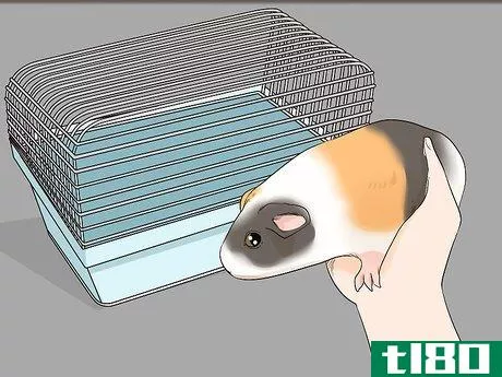 Image titled Avoid Scaring Your Guinea Pig Step 5
