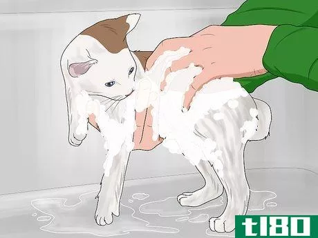 Image titled Bathe a Kitten Step 12