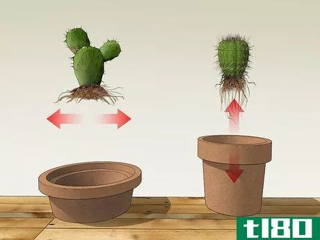 如何护理仙人掌(care for a cactus)