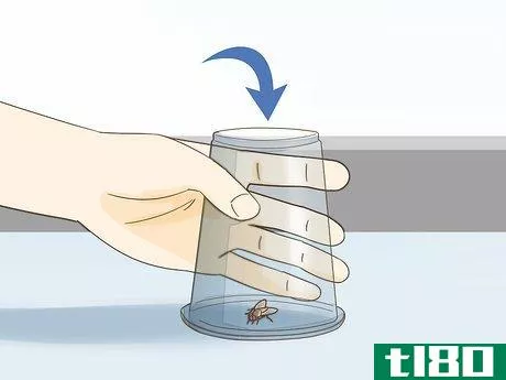 Image titled Catch Flies Step 10
