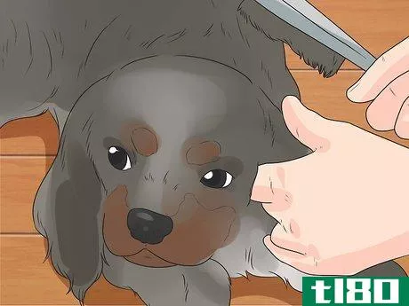 Image titled Care for Cavalier King Charles Spaniels Step 16