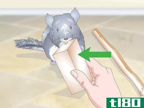 Image titled Care for Chinchillas Step 17