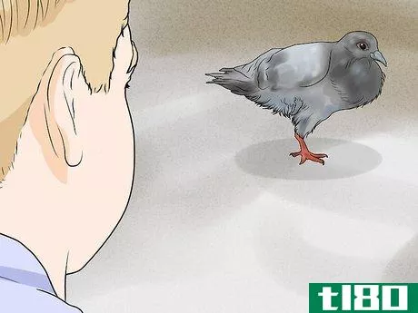 Image titled Catch Pigeons Step 11