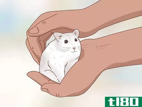 Image titled Care for Winter White Dwarf Hamsters Step 13