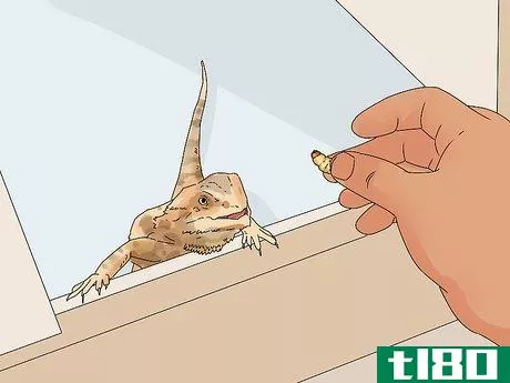 Image titled Build Love With Your Bearded Dragon Step 9