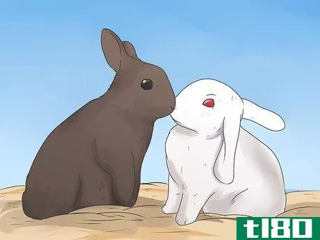 Image titled Care for Mini Lop Rabbits Step 13