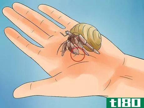 Image titled Care for Hermit Crabs Step 18