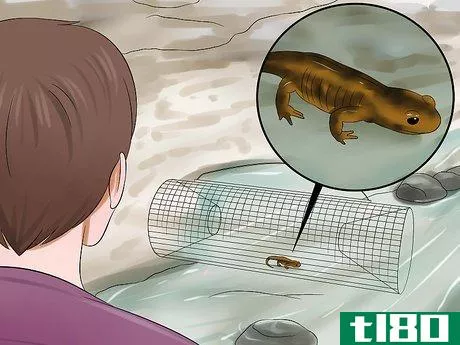 Image titled Catch a Salamander Step 5