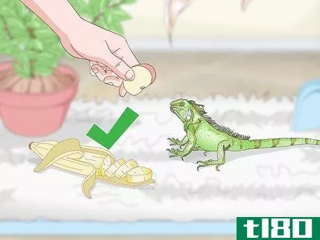 Image titled Care for an Iguana Step 11